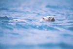 Arctic Photographs for Climate Change Exhibit