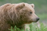 A Blonde Grizzly