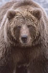 Grizzly / Brown Bears