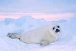 Harp Seal Pup #1