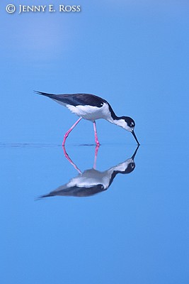 Black-Necked Stilt (Himantopus mexicanus)