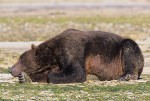 A Nap on the Beach