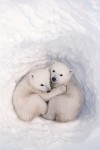 Twin Polar Bear Cubs in a Snow Den, Canadian Arctic