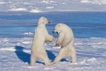 Adult Male Polar Bears Sparring on Sea Ice