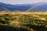 Sprinkler Irrigation of a Vineyard