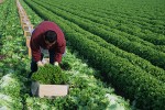 Lettuce Harvest