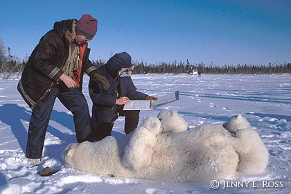 Polar Bear Research, Canadian Arctic