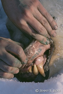 Polar Bear Research, Canadian Arctic