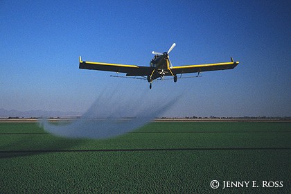 Crop Dusting of a Lettuce Field