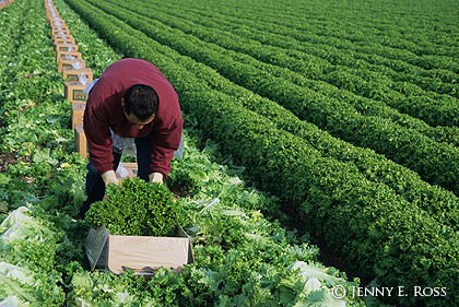 Lettuce Harvest