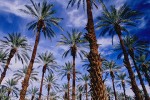 Date Palm Plantation