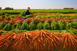 Carrot Harvest