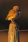 Burrowing Owl on a Farm Fence Post