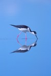 Black-Necked Stilt Feeding