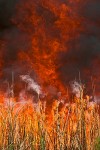 Controlled Burn for Habitat Management