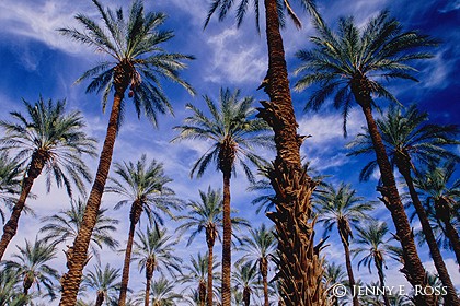 Date Palm Plantation