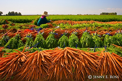 Carrot Harvest