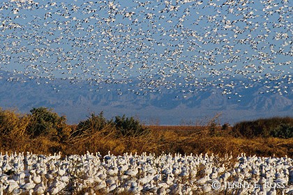 Snow Geese at the Salton Sea