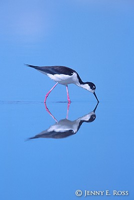 Black-Necked Stilt Feeding