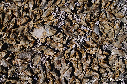 Desiccated Tilapia