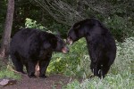 An Unexpected Encounter Between Adult Male American Black Bears