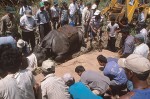 Relocating a Tranquilized Rhinoceros