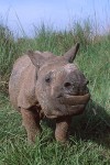 Rhinoceros Calf