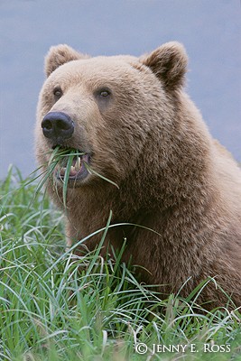 Brown Bear Eating Sedges
