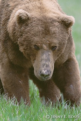 Adult Male Brown Bear