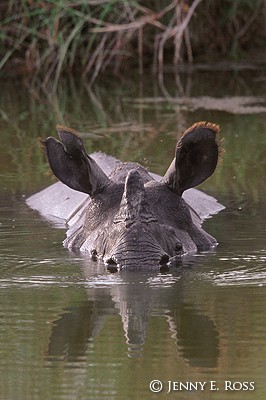 Greater One-Horned Rhinoceros / Indian Rhinoceros (Rhinoceros unicornis)