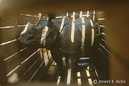 Rhinoceros Inside a Transport Crate