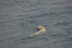 Polar Bear Swimming in the Chukchi Sea