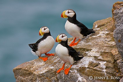 Horned Puffins