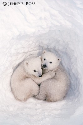 Twin Polar Bear Cubs in a Snow Den, Canadian Arctic