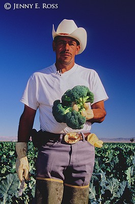 Brocolli Harvest