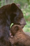 American Black Bear Mother Nursing Cubs