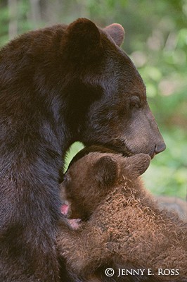 American Black Bear Mother Nursing Cubs