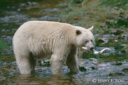 Kermode (Spirit Bear) Catching a Salmon