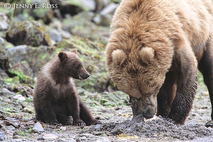 Brown Bear Mother Clamming with Young Cub