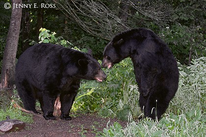 An Unexpected Encounter Between Adult Male American Black Bears