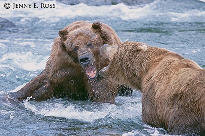 Territorial Confrontation Between Adult Male Brown Bears