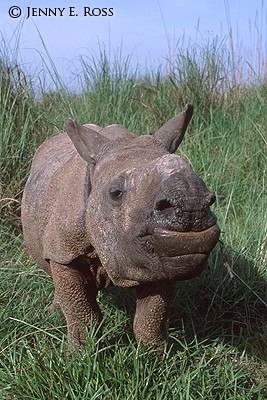 Rhinoceros Calf