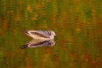 Immature black-legged kittiwake (Rissa tridactyla) in autumn