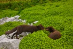 Arctic foxes (Alopex lagopus semenovi) greeting each other