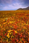 Tundra plants in autumn, Bukhta Gavriila, Chukotka