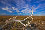 Reindeer antler on arctic tundra, Wrangel Island