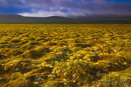 Autumn storm, tundra, freeze-thaw features