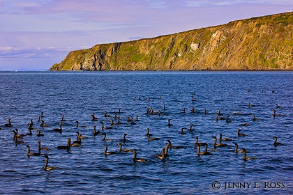Pelagic cormorants (Phalacrocorax pelagicus), Bering Sea