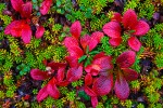 Tundra plants in autumn, Chukotka