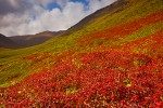 Lapland cornel (Chamaepericlymenum suecicum) berries in autumn, Medny Island